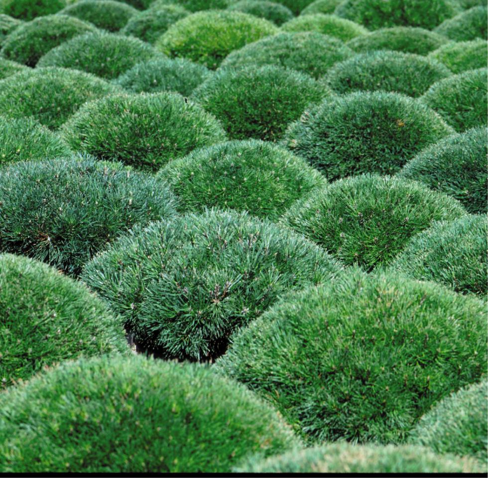 Pine Dwarf Mugo A Garden Center Duluth Minnesota Plants Trees