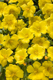 Portulaca, Yellow - A+ Garden Center | Duluth, Minnesota | Plants ...