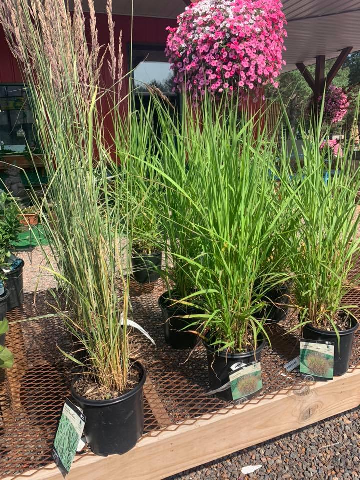 A+ Garden Center grasses for sale