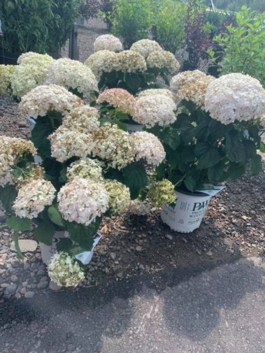 A+ Garden Center flowers