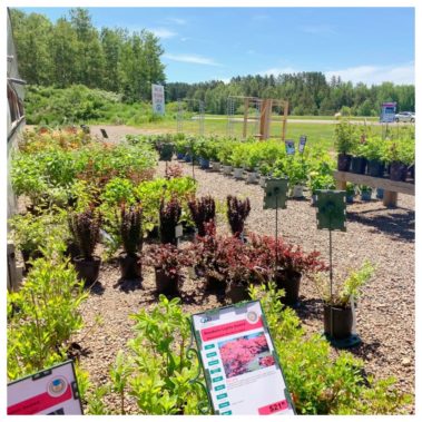 A+ Garden Center land and plants