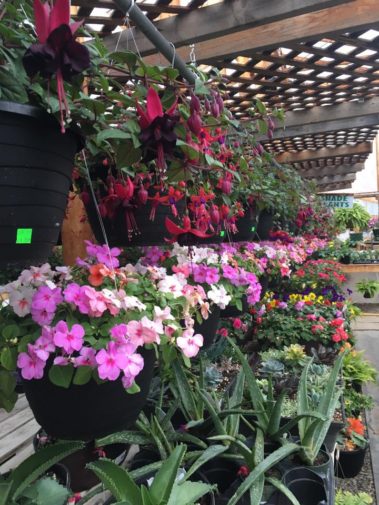 A+ Garden Center greenhouse inside