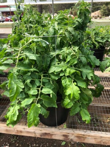 A+ Garden Center garden vegetables