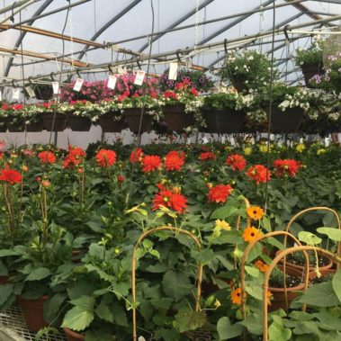 A+ Garden Center greenhouse inside