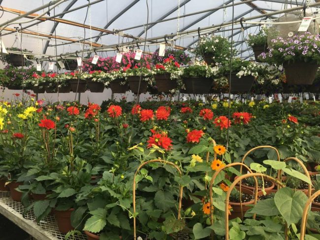 A+ Garden Center greenhouse inside