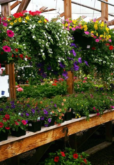 About - A+ Garden Center | Duluth, Minnesota | Plants, Trees, Shrubs ...