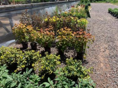 A+ Garden Center plants outside