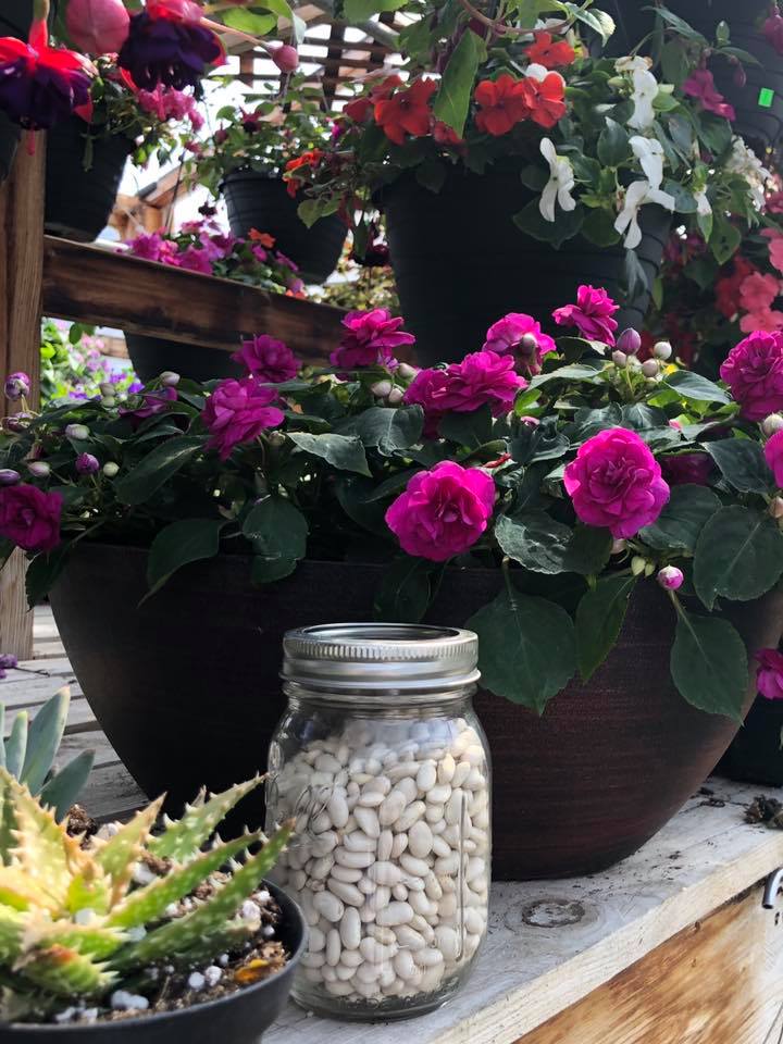 A+ Garden Center flowers in greenhouse
