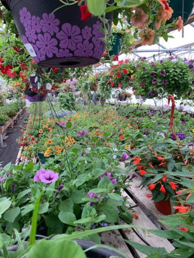A+ Garden Center interior greenhouse