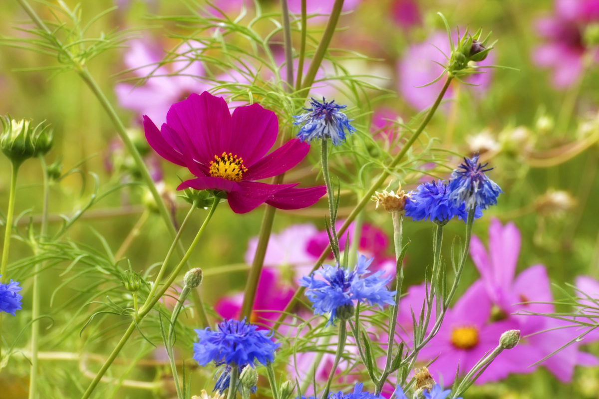 aster-background_MJhmKkKu