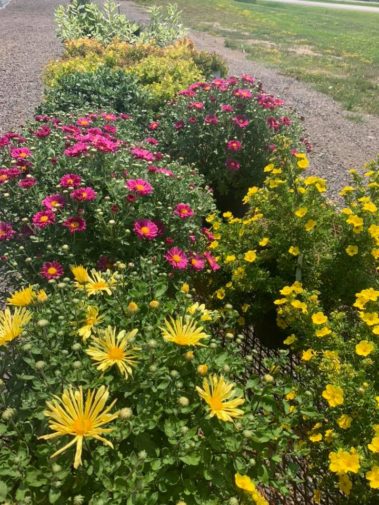 A+ Garden Center wildflowers