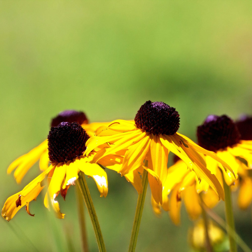 black-eyed-susan-flowers_GJhaUUdu