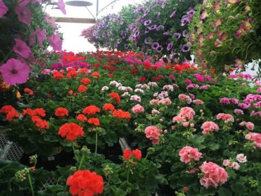 A+ Garden Center inside greenhouse
