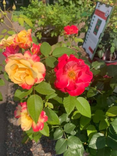 A+ Garden Center flowers