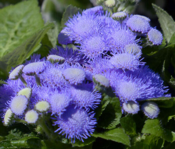 Ageratum (Flossflower), Blue