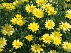 Argyranthemum