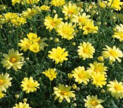 Argyranthemum