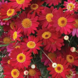 Argyranthemum - Image 2