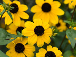 Black Eyed Susan, Blackjack