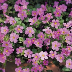 Bacopa - Image 3