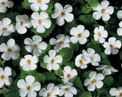 Bacopa - Image 2