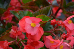 Begonia, Green Leaf Rose