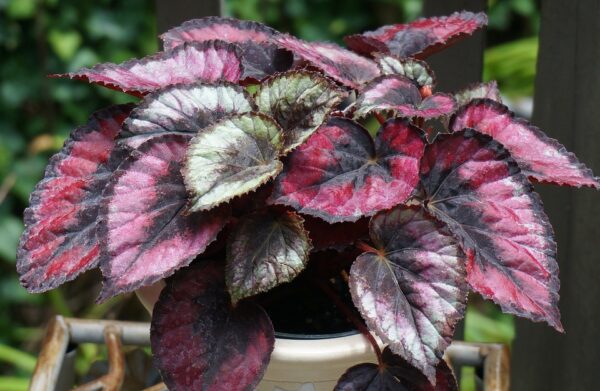 Rex Begonias