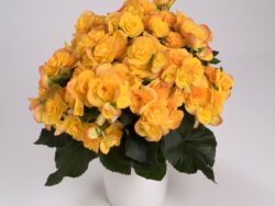 Rieger Begonias