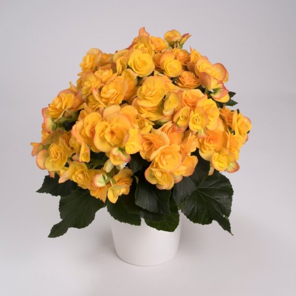Rieger Begonias