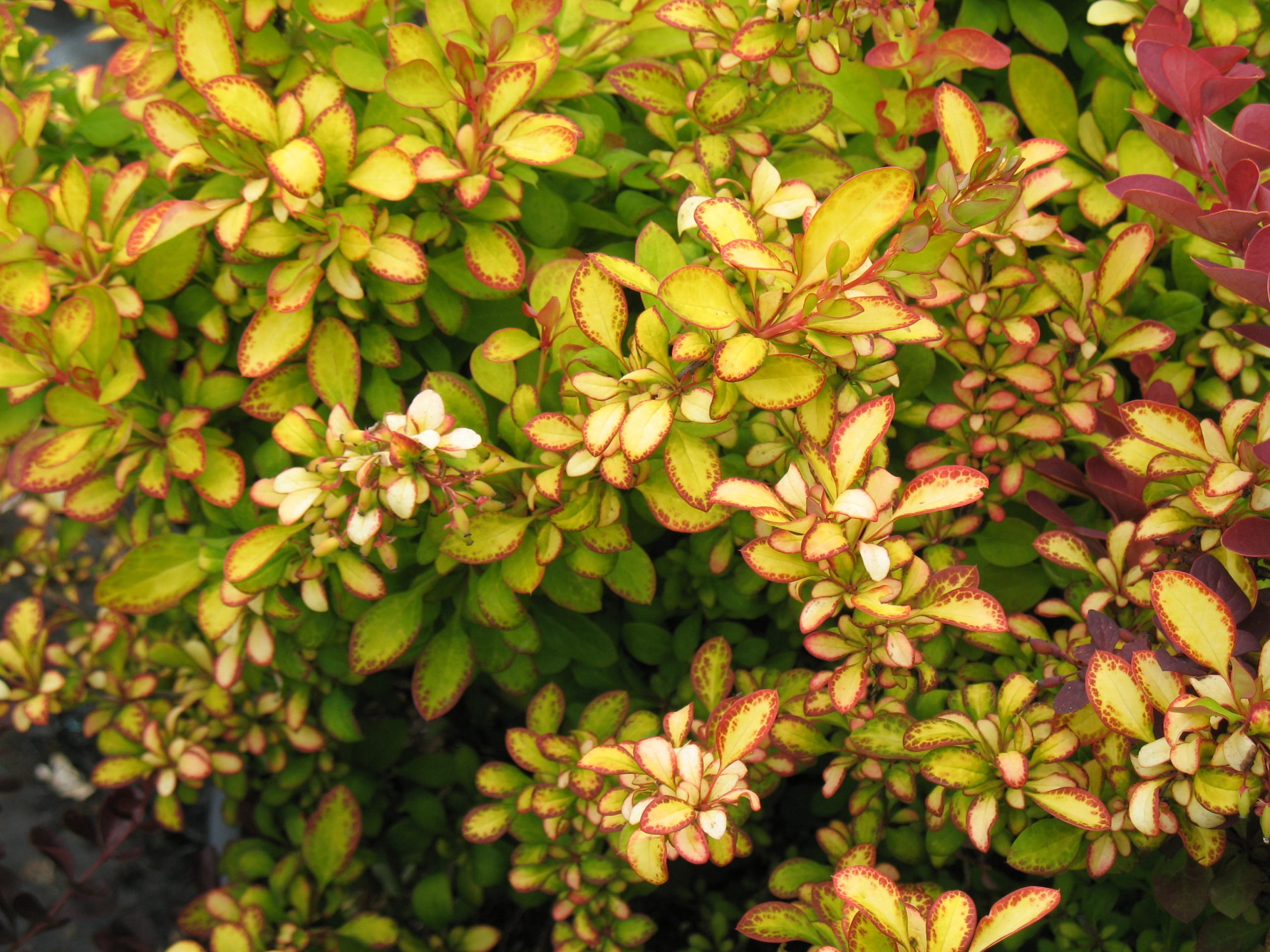 Barberry, First Editions® Limoncello – A+ Garden Center | Duluth ...