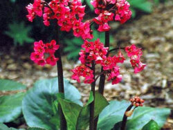 Bergenia Cordifolia, Red Beauty
