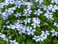 Blue Star Creeper, Mini