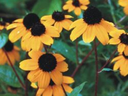 Brown-Eyed Susan