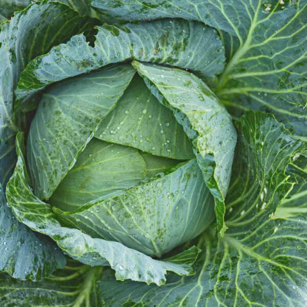 Cabbage, Early