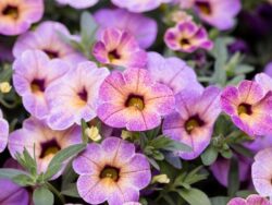 Calibrachoa, Assorted