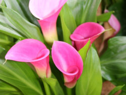Calla Lily