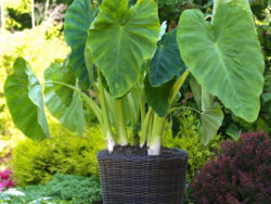 Colocasia
