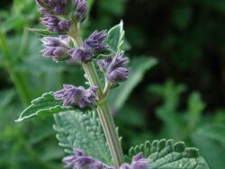 Catmint