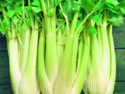 Celery, Golden Self Blanch