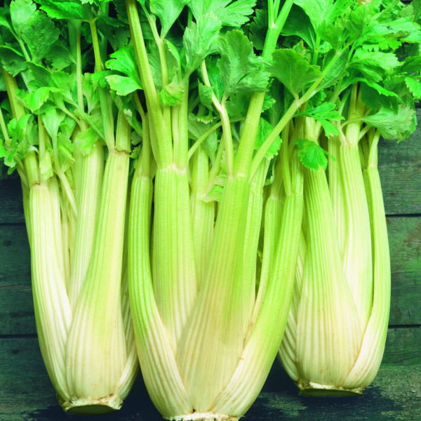 Celery, Golden Self Blanch