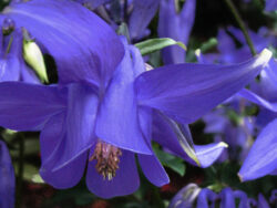 Columbine, Alpine Blue