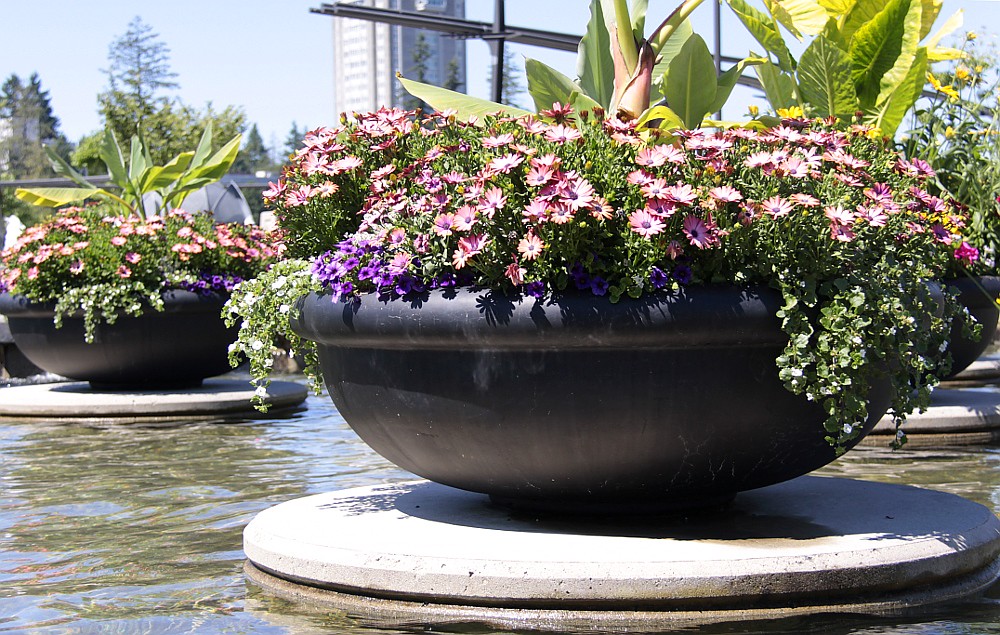 10 STEPS TO CREATE A BEAUTIFUL CONTAINER GARDEN A+ Garden Center