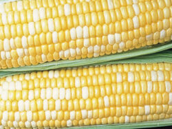 Corn, Super Sweet