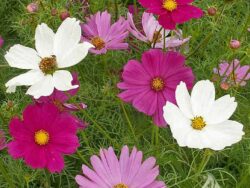 Cosmos, Mix