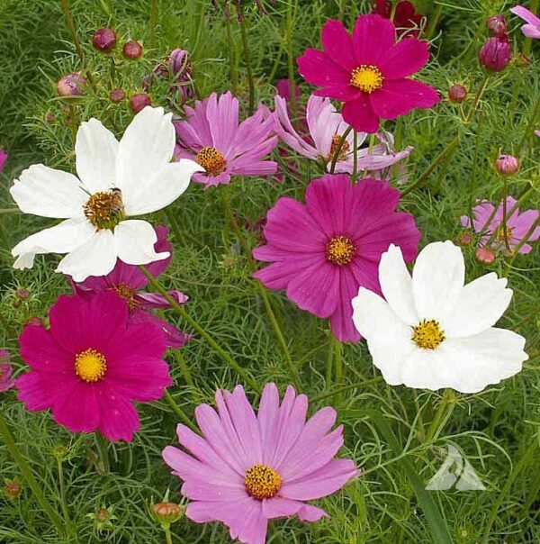 Cosmos, Assorted - A+ Garden Center | Duluth, Minnesota | Plants