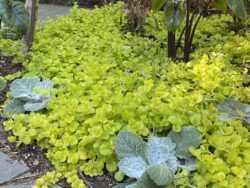Lysimachia Goldilocks