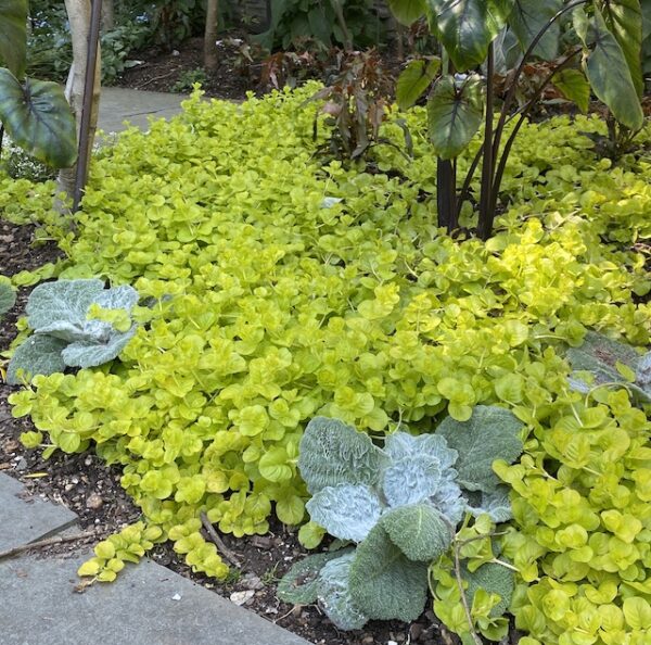 Creeping Jenny