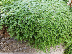 Fairy Garden - Creeping Thyme