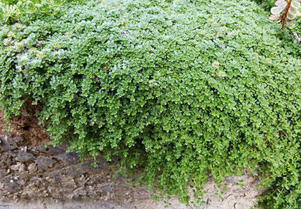 Creeping Thyme, Mini