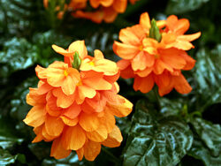 Crossandra